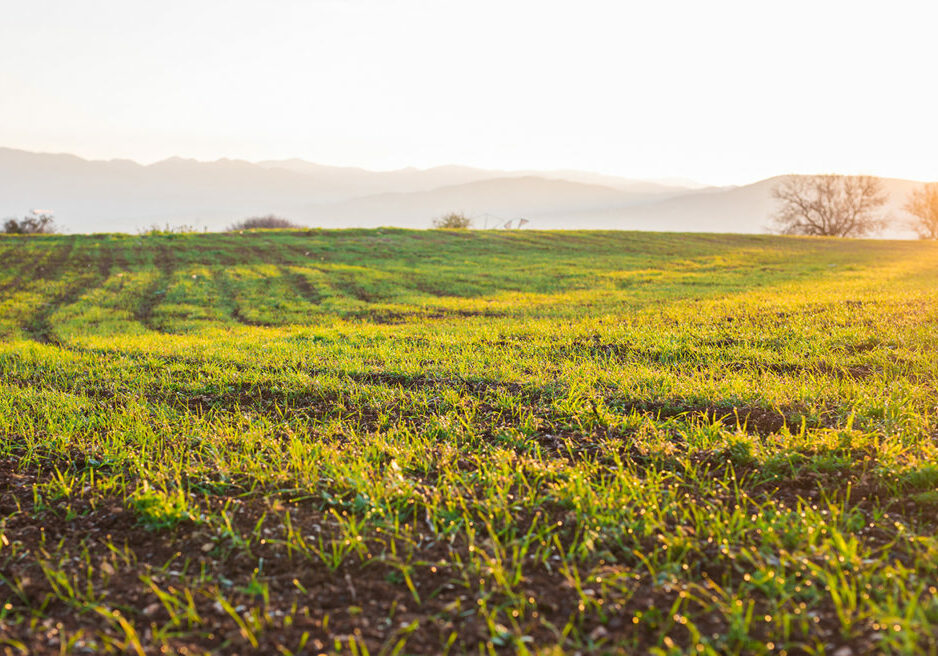 Wheat field landscape with path in the sunset time.